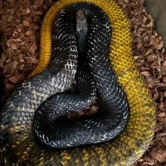 Review #189893, image #1