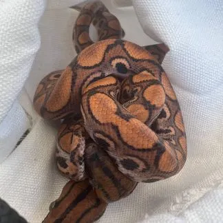 Review #190382, image #2