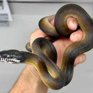 Review #190386, image #1