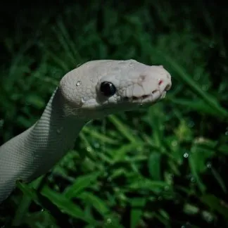 Review #191225, image #1