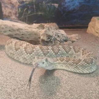 Review #192039, image #1