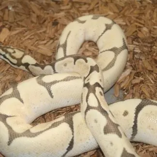 Review #191986, image #1