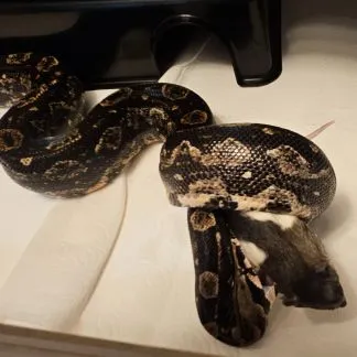 Review #192908, image #4