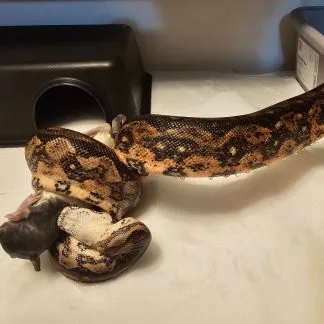 Review #192908, image #3