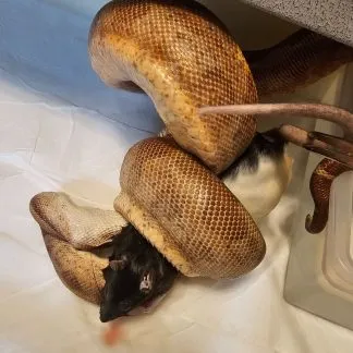 Review #192908, image #2