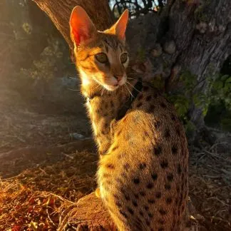 Review #193992, image #1