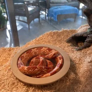 Review #193978, image #2