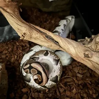 Review #193019, image #3