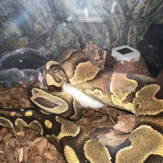 Review #193019, image #2