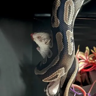 Review #193040, image #2