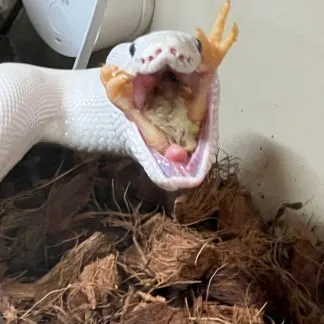 Review #193040, image #1