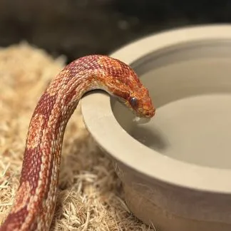 Review #193978, image #1