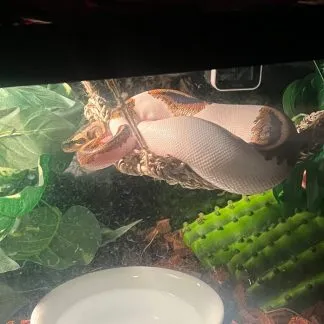 Review #194301, image #1