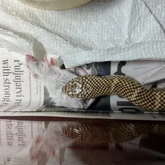 Review #194889, image #5