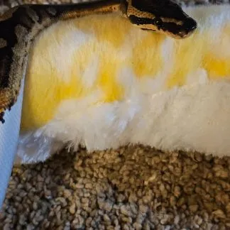 Review #197956, image #4