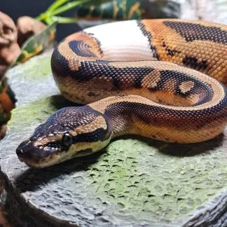 Review #197956, image #1