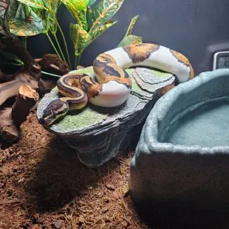 Review #197956, image #5