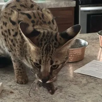 Review #198382, image #4