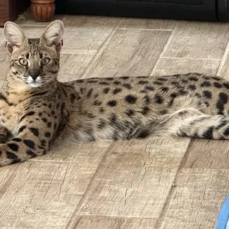 Review #198382, image #3