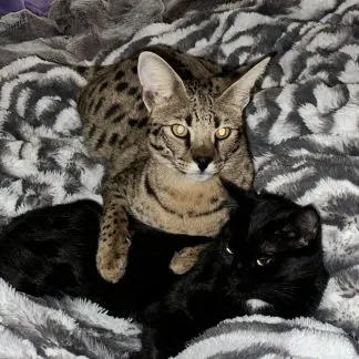 Review #198382, image #1