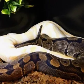 Review #198675, image #1