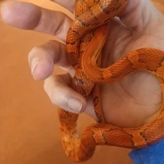 Review #206230, image #3