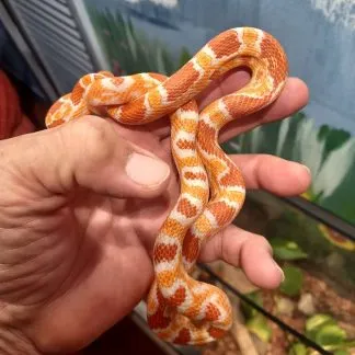 Review #206230, image #1