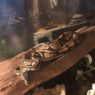 Review #206339, image #1