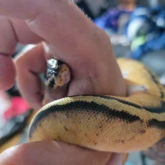 Review #209323, image #1