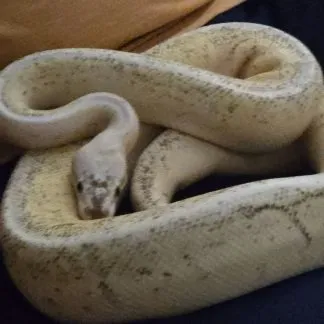 Review #211487, image #1