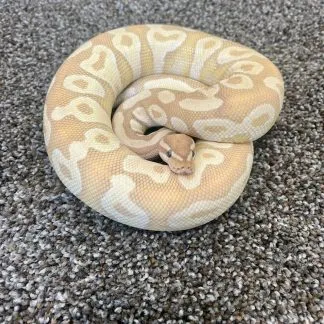 Review #211487, image #2