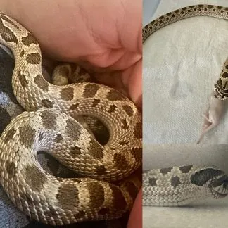 Review #212322, image #1