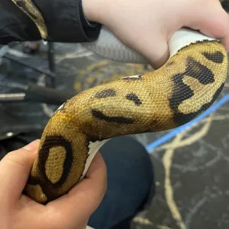 Review #212570, image #1