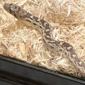 Review #211584, image #1