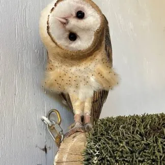 Review #217051, image #1