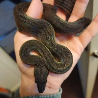 Review #224637, image #1