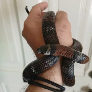 Review #223850, image #1