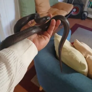 Review #223850, image #2