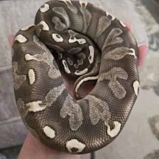 Review #223192, image #1