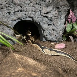 Review #225246, image #1