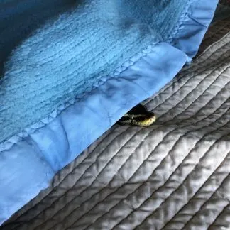 Review #226781, image #1