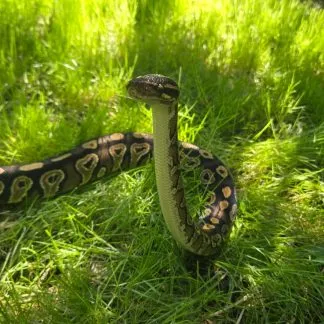 Review #226827, image #1