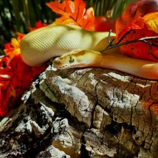 Review #226827, image #2