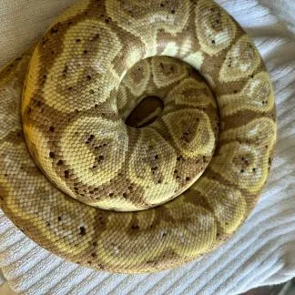 Review #227520, image #3