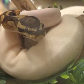 Review #225834, image #1