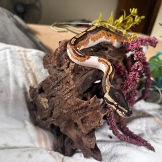 Review #226030, image #1