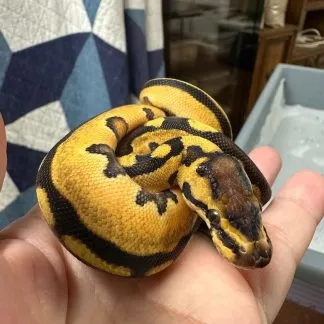 Review #227520, image #4