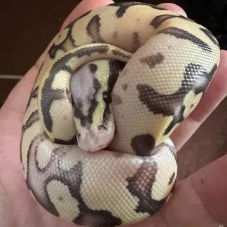 Review #227520, image #2