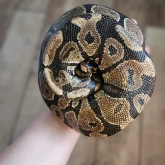 Review #225794, image #2