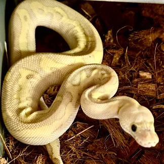 Review #227520, image #1